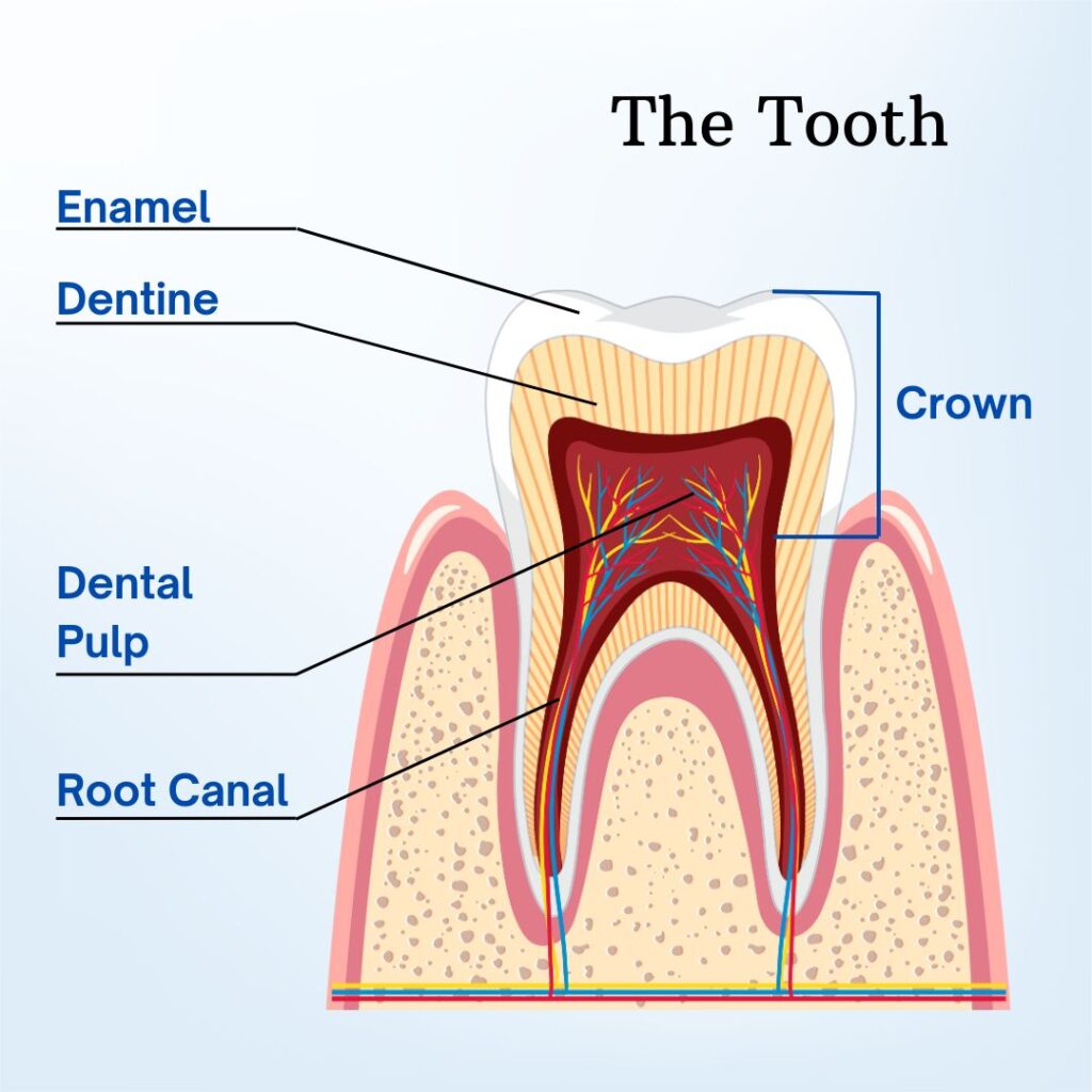 The Tooth Anatomy to Explain Dental Pulp and Pulpectomy